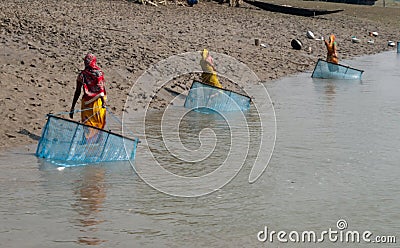 Prawn seed collection in Sunderban Editorial Stock Photo